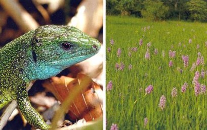 Europäischer Naturschutz in Passau