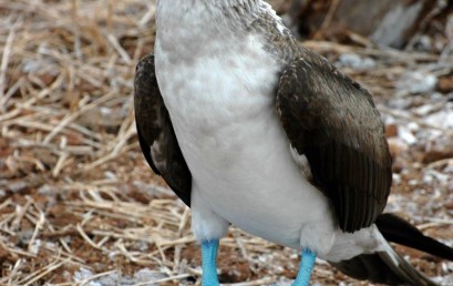 Galapagos – Pinguine am Äquator