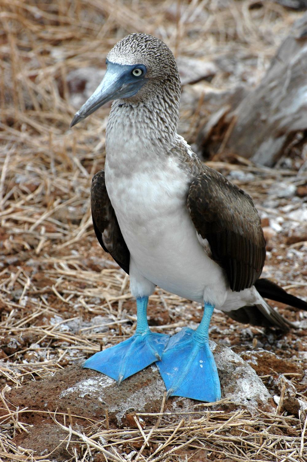 Galapagos – Pinguine am Äquator