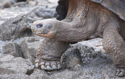 Galapagos: Pinguine am Äquator