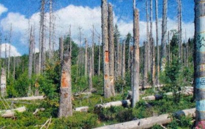 Vom Wald zur Wildnis