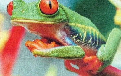 Verletzliche Umwelt