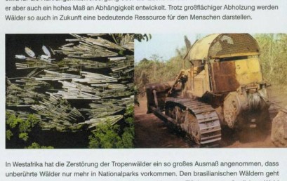 Der tropische Regenwald