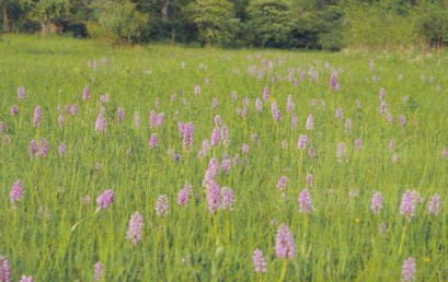 Europäischer Naturschutz in Passau