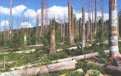 Wenn der Wald zur Wildnis wird