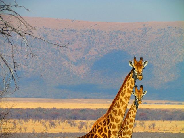 Afrika aus Sicht der Europäer Afrika aus Sicht der Europäer