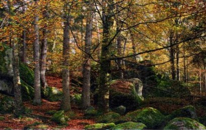 Wenn der Wald zur Wildnis wird