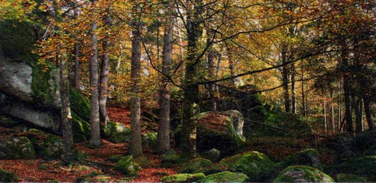 Wenn der Wald zur Wildnis wird