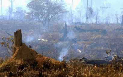 Ohne Feuerschutz kein Klimaschutz