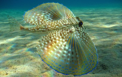 Die Meeresfauna des Mediterrans – die Faszinierendste Region der Welt?