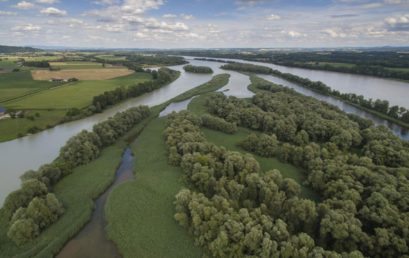 Der Untere Inn – Aktuelle Entwicklungen für Auen und Stauräume