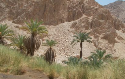 Oasen der Sahara – Naturraumausstattung und Nutzungspotentiale