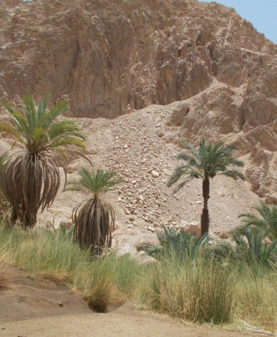Oasen der Sahara – Naturraumausstattung und Nutzungspotentiale